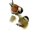 parussstore-feher-logo-masolat.webp