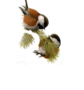parussstore-feher-logo-masolat.webp